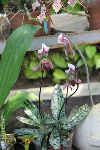 Paphiopedilum callosum, Paph thailandense, Paphiopedilum orchid photo