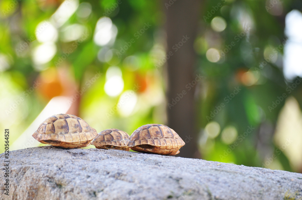 Empty baby turtle shell on natural background Empty baby turtle shell on natural background
