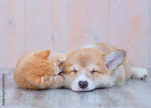 A red-haired corgi puppy and a red-haired tabby kitten of British breed are lying nearby on the floor at home. The kitten plays with the paw with the puppy’s ear, as if whispering something in his ear © Ermolaeva Olga