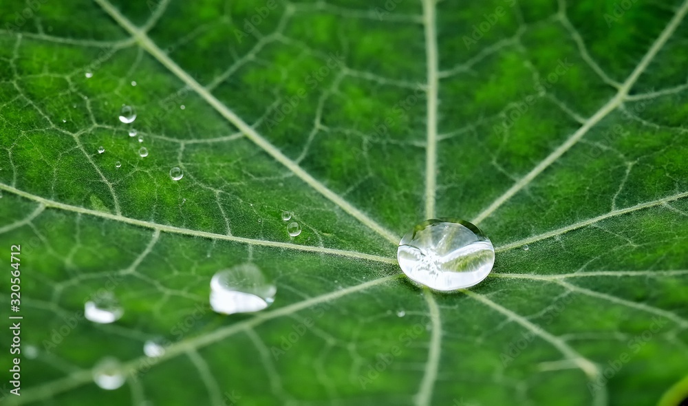 Close-up of a garden flower nasturtium and raindrops Close-up of a garden flower nasturtium and raindrops