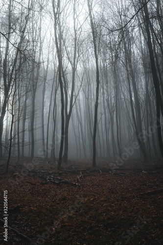 gespenstischer Wald in Nebel liegend an einem trüben Wintertag mit kargen Bäumen