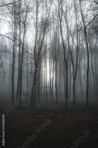 gespenstischer Wald in Nebel liegend an einem tr  ben Wintertag mit kargen B  umen
