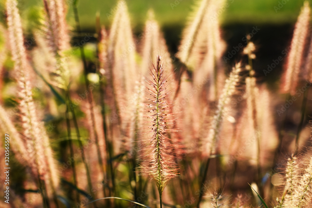 grass in the forest