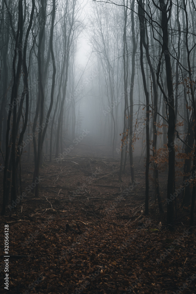 gespenstischer Wald in Nebel liegend an einem trüben Wintertag mit kargen Bäumen gespenstischer Wald in Nebel liegend an einem trüben Wintertag mit kargen Bäumen