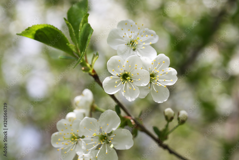 Spring flowering cherry tree: green branch with white flowers
