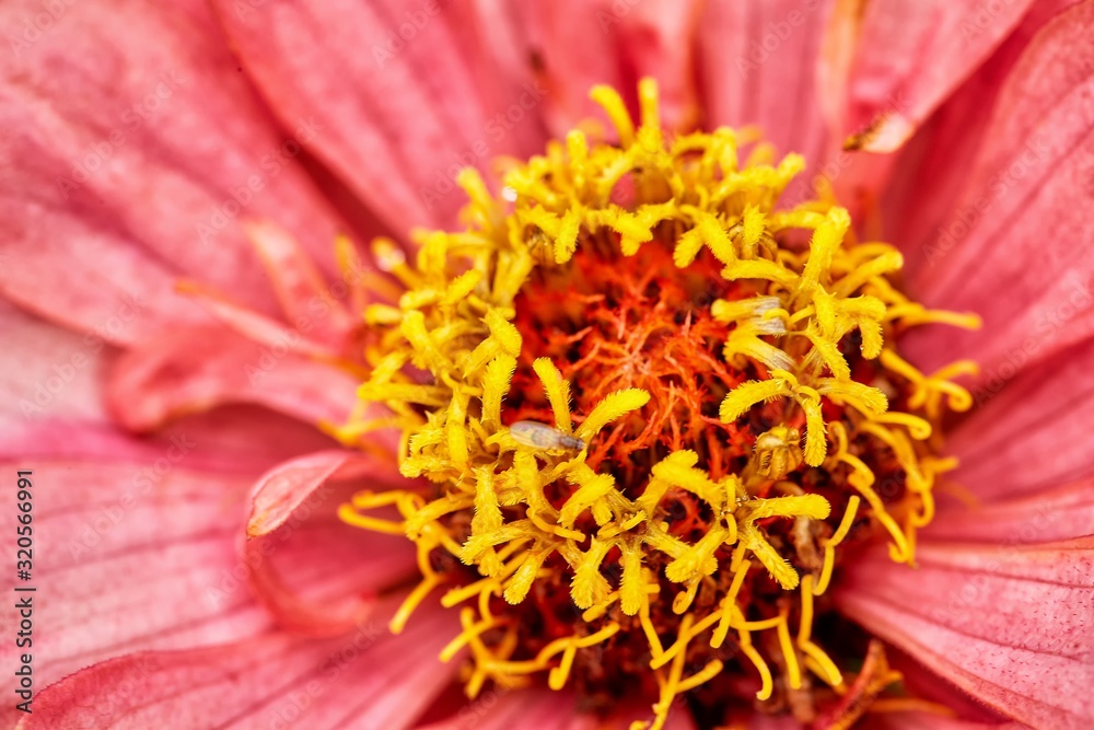 Close-up of a garden flower and raindrops Close-up of a garden flower and raindrops
