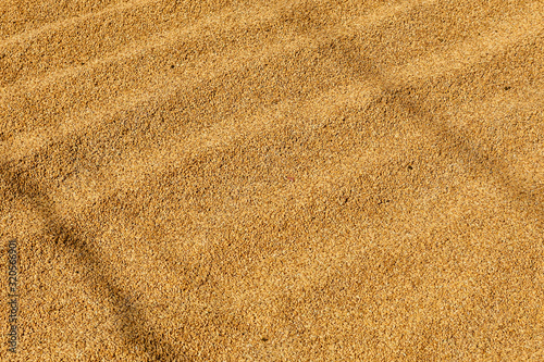 uncooked rice is dried in the sun, Food texture background