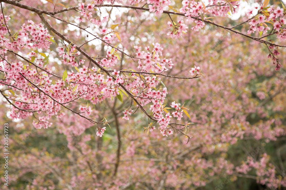 Beautiful cherry blossom or sakura in spring time over sky Beautiful cherry blossom or sakura in spring time over sky