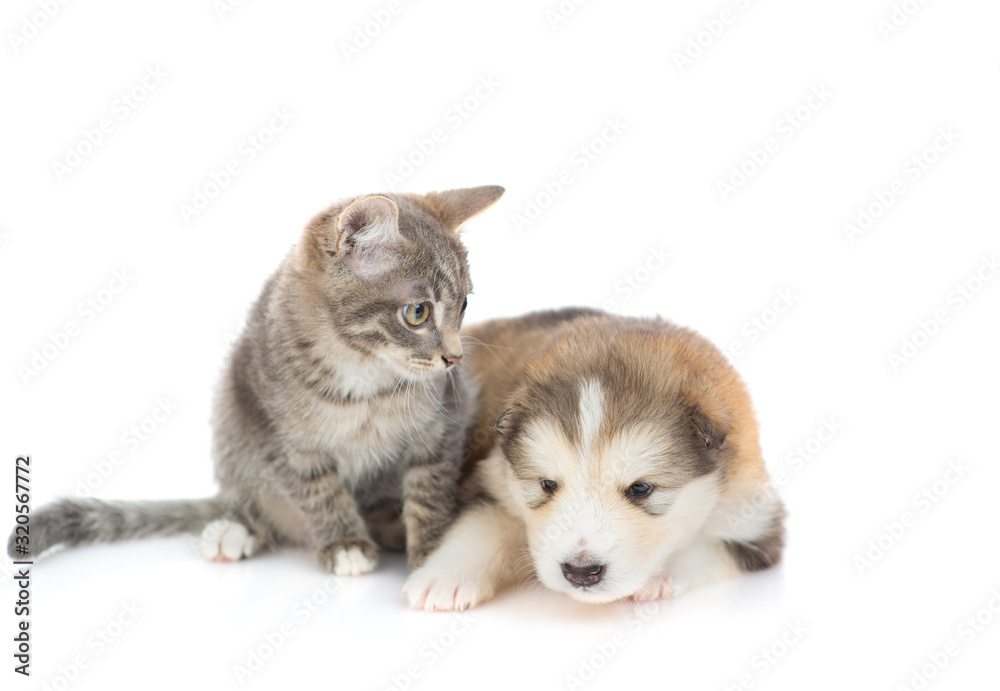 Malamute puppy with a kitten on white background Malamute puppy with a kitten on white background
