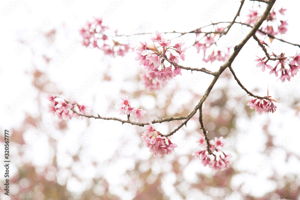 Beautiful cherry blossom or sakura in spring time over sky Beautiful cherry blossom or sakura in spring time over sky