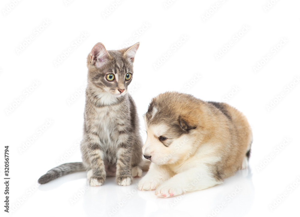 Malamute puppy with a kitten on white background Malamute puppy with a kitten on white background