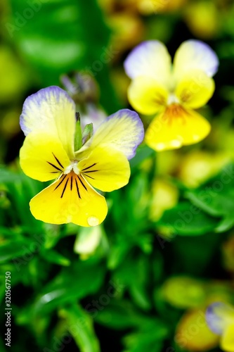 Close-up of a garden flower heartsease, violet and raindrops