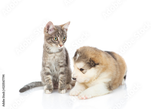 Fototapeta Naklejka Na Ścianę i Meble -  Malamute puppy with a kitten on white background