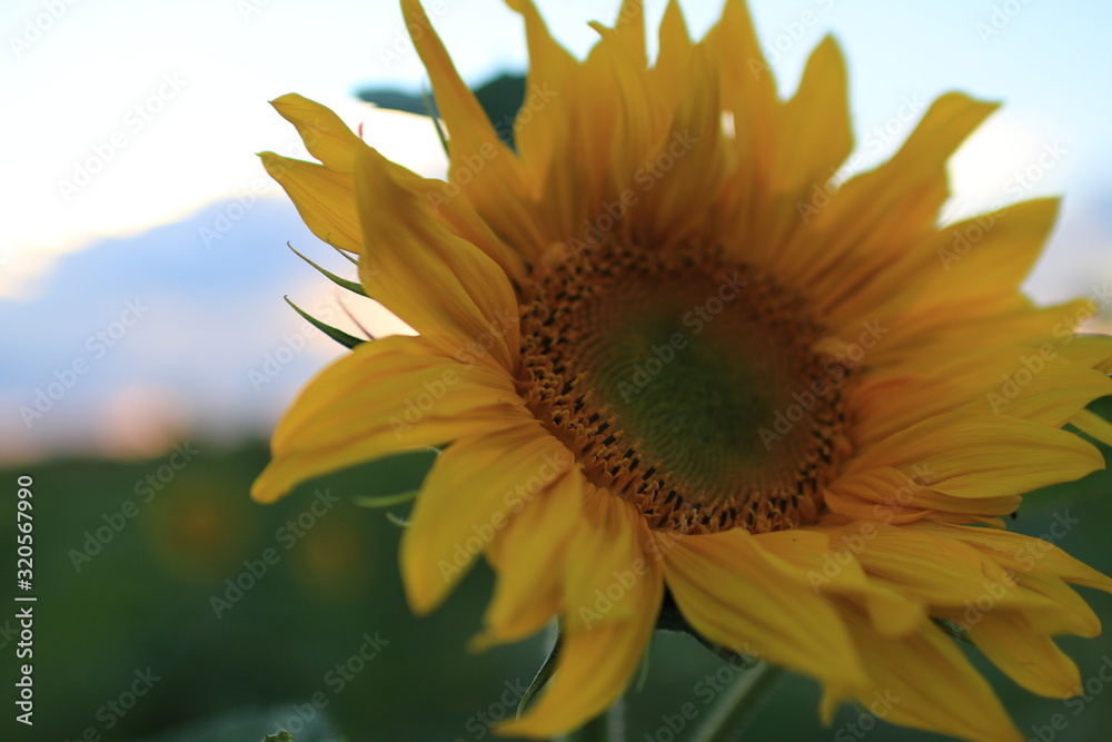 Naklejka premium sunflower with blue sky