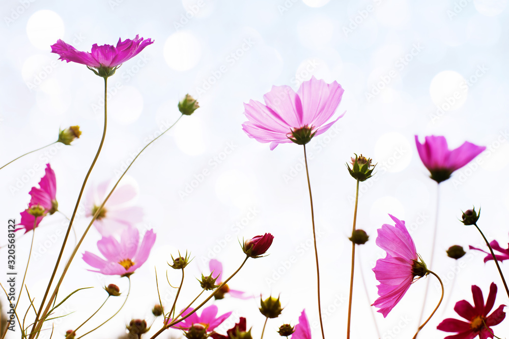 Flower background with pink wild flowers against the background of the sky, soft focus, bottom view, toned. Flower background with pink wild flowers against the background of the sky, soft focus, bottom view, toned.