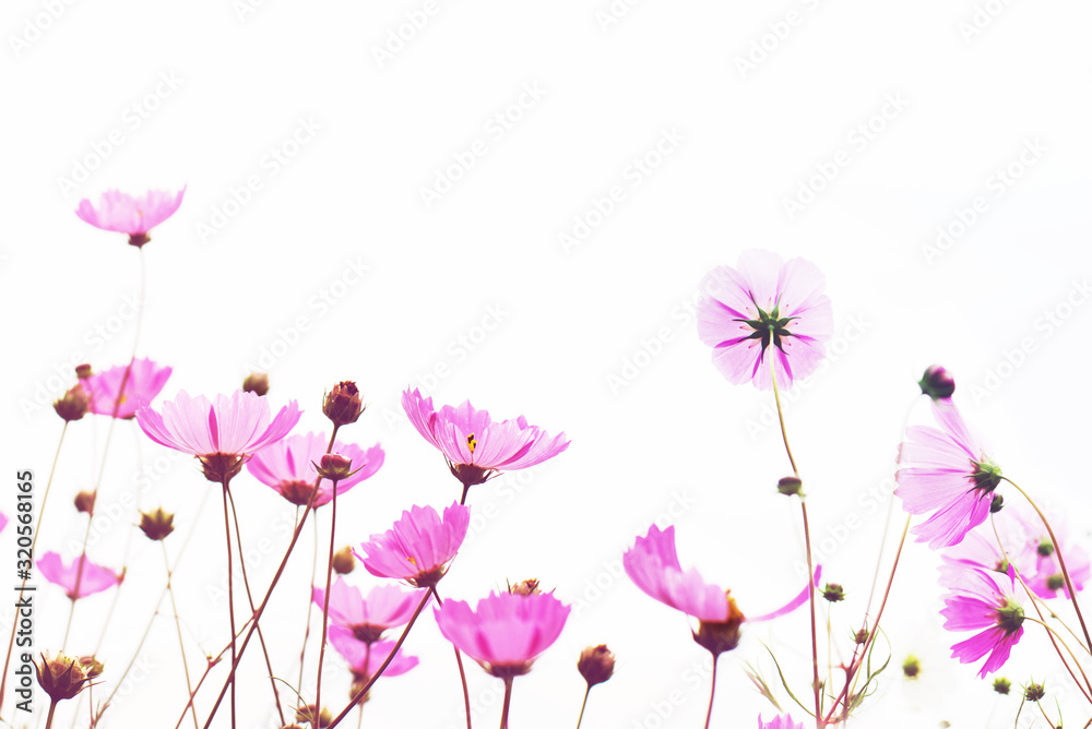 Flower background with pink wild flowers against the background of the sky, soft focus, bottom view, toned. 	