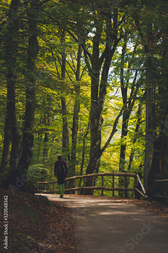 Road in the forest