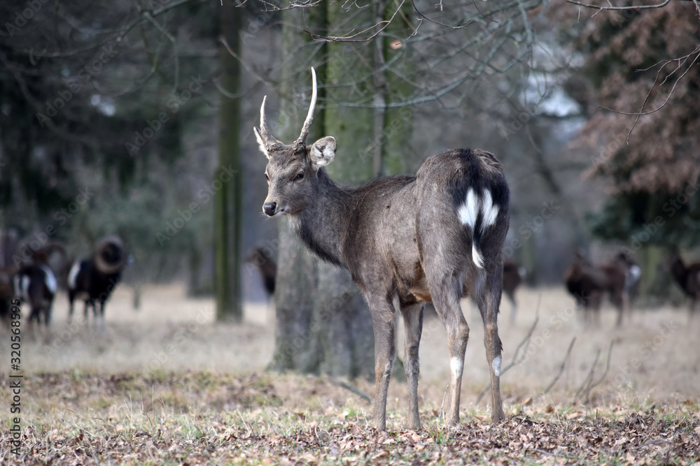Beautiful Young Dybowskii Deer in the Forest Winter Portrait Beautiful Young Dybowskii Deer in the Forest Winter Portrait