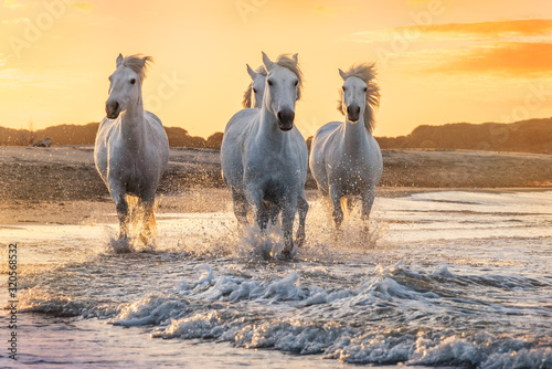 Fototapeta Naklejka Na Ścianę i Meble -  White horses in Camargue, France.