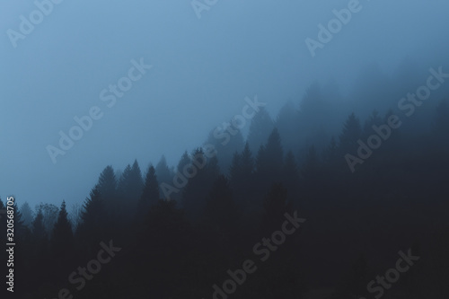 Fog in mountain forest