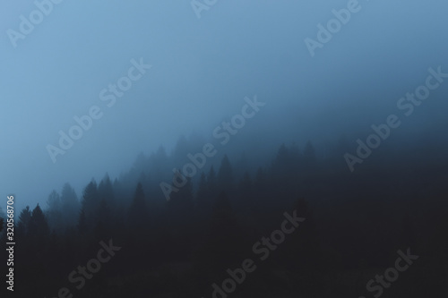 Fog in mountain forest