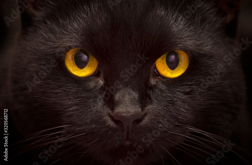 Close-up portrait of black cat with orange eyes. Black is very beautiful and elegant cat of the British breed.