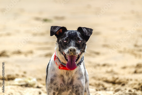 Fototapeta Naklejka Na Ścianę i Meble -  Dog on the beach playing with sand