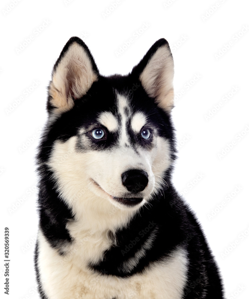 Siberian Huskie with blue eyes