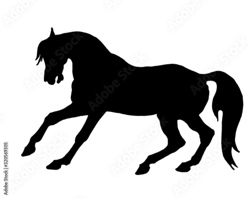 horse  black silhouette on white background  isolated monochrome image