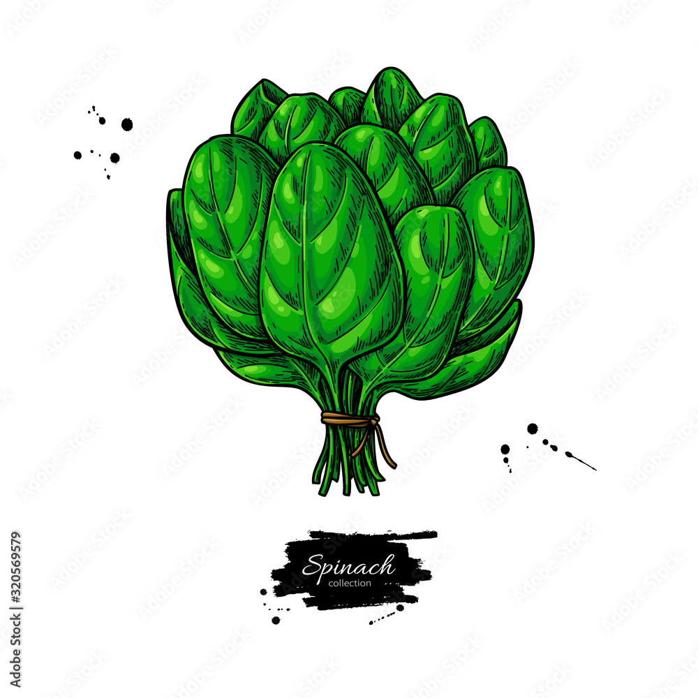 Obraz Spinach leaves bunch vector. Vegetable illustration. Detailed botanical drawing.