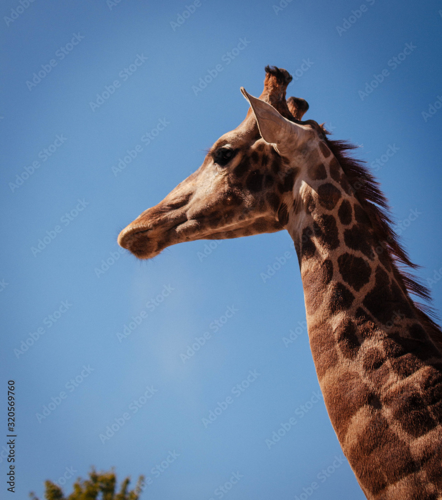 portrait of giraffe portrait of giraffe