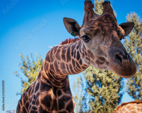 Photography portrait of a giraffe