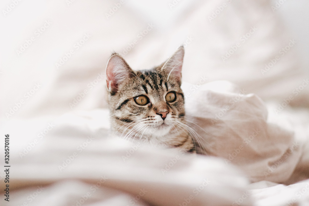 fluffy cat fluffy cat
