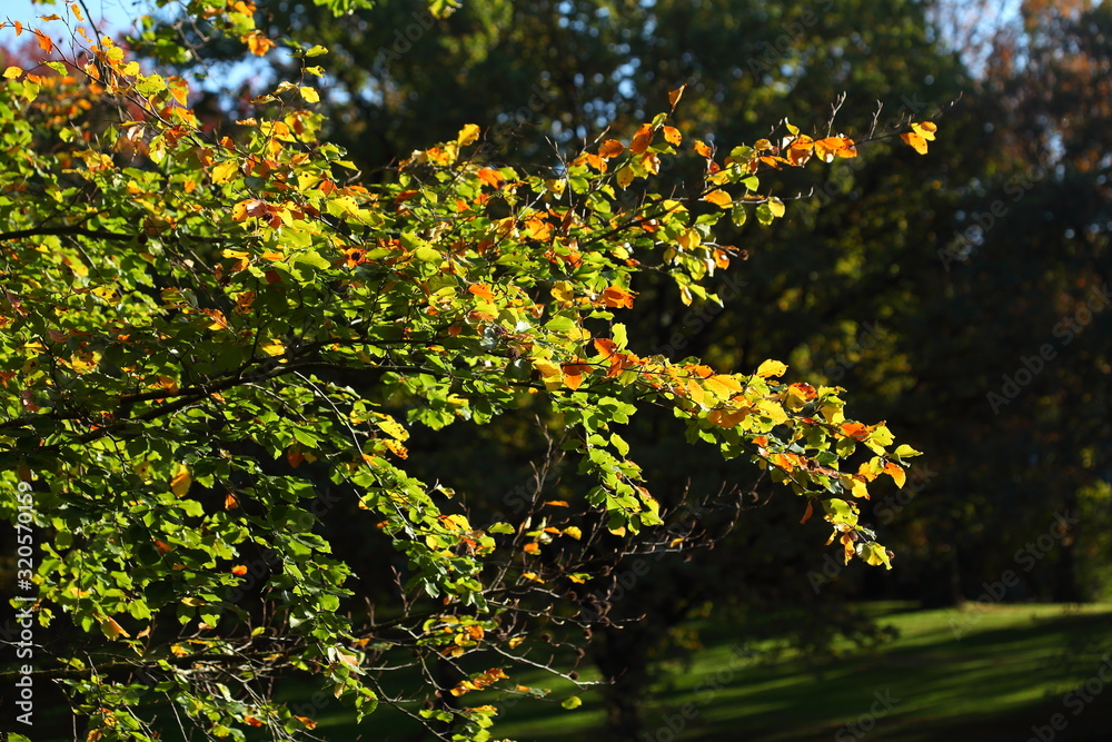 Bunt verfärbtes Herbstlaub an an einer Buche im Gegenlicht, Deutschland Bunt verfärbtes Herbstlaub an an einer Buche im Gegenlicht, Deutschland