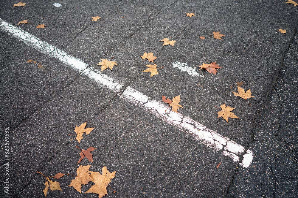 Autumn leaves on the ground