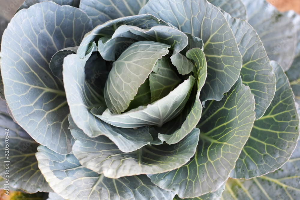 Obraz premium head of cabbage