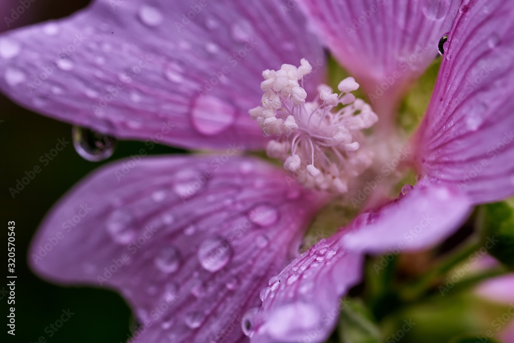 Close-up of a garden flower lily, lilia, lilly and raindrops Close-up of a garden flower lily, lilia, lilly and raindrops