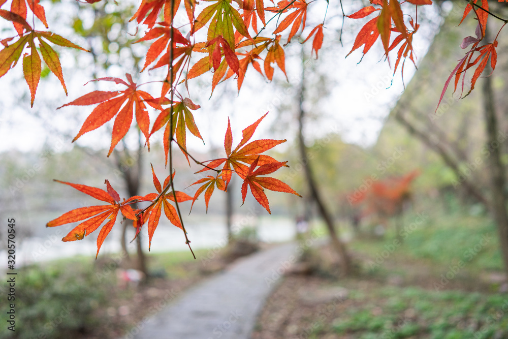Autumn red maple leaves