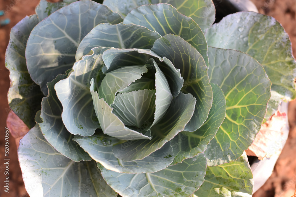 Obraz premium head of cabbage