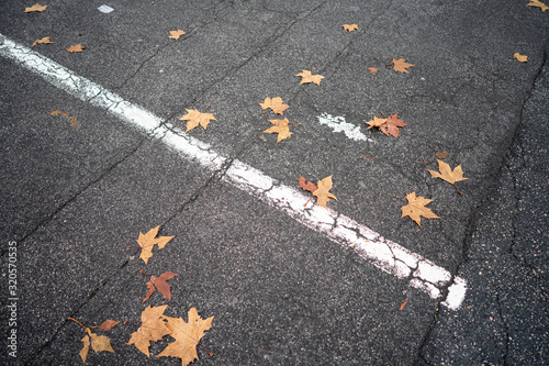 Obraz na płótnie Autumn leaves on the ground w salonie