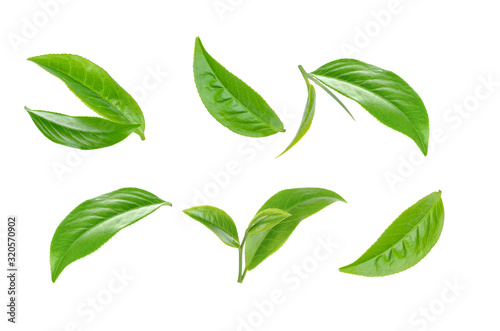 Green tea leaf collection isolated on white background