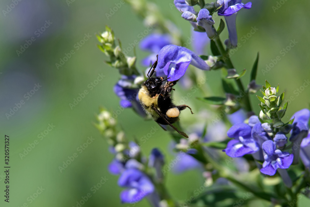 Bumblebee feeding on downy skullcap. The bee is part of 250 species in the genus Bombus, part of Apidae. The skullcap has an arching hooded upper lip and is part of the mint family. Bumblebee feeding on downy skullcap. The bee is part of 250 species in the genus Bombus, part of Apidae. The skullcap has an arching hooded upper lip and is part of the mint family.