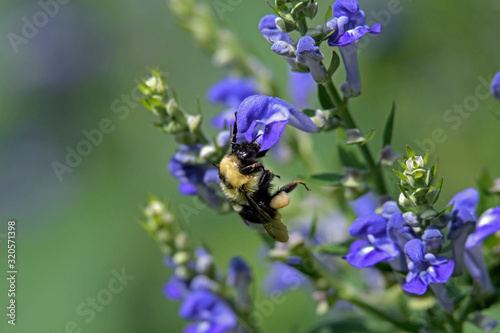 Bilde på lerret Bumblebee feeding on downy skullcap