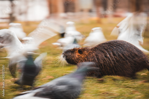 beaver