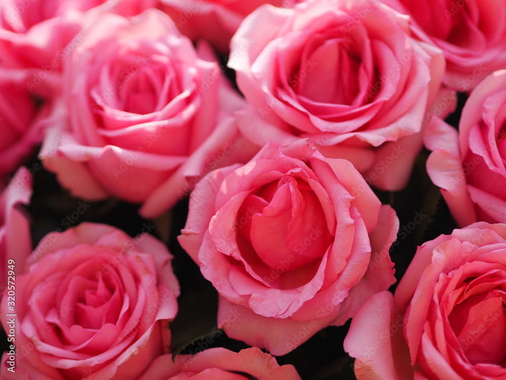 Pink rose flower arrangement Beautiful bouquet on blurred of background symbol love Valentine Day Pink rose flower arrangement Beautiful bouquet on blurred of background symbol love Valentine Day