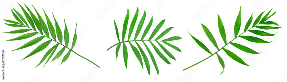 Green leaves of palm tree isolated on white background with clipping path. Set or collection Green leaves of palm tree isolated on white background with clipping path. Set or collection