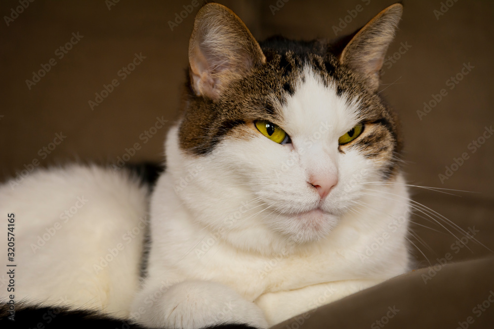 Regular, domestic house cat lying and resting in the sofa, eyes open, white, grey and brown colored, ears up. 