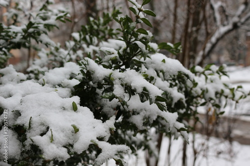  The first snow fell on the green leaves of the bushes
