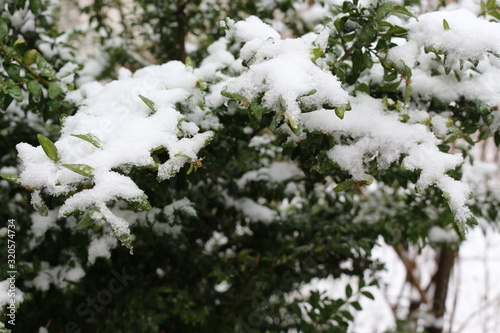  The first snow fell on the green leaves of the bushes