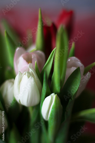 spring bouquet of tulips for holiday greetings